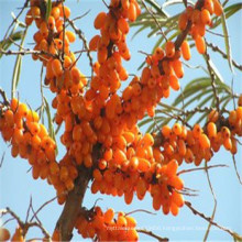 Sea buckthorn seed extract powder